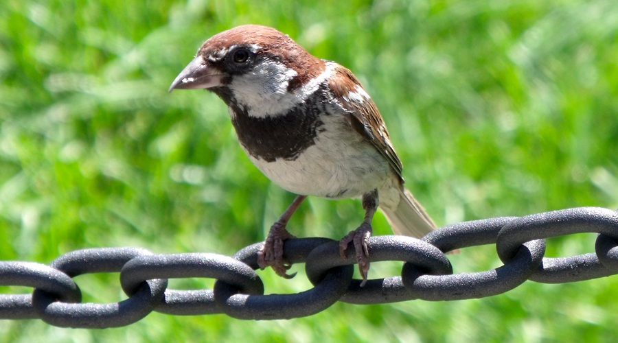 vogel auf einer kette