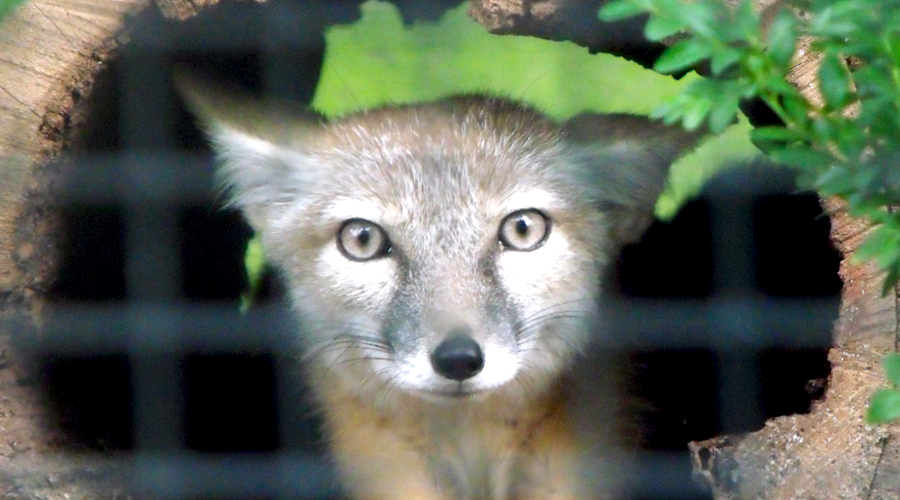 fuchs im zoo berlin