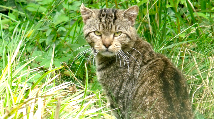 kater im gras