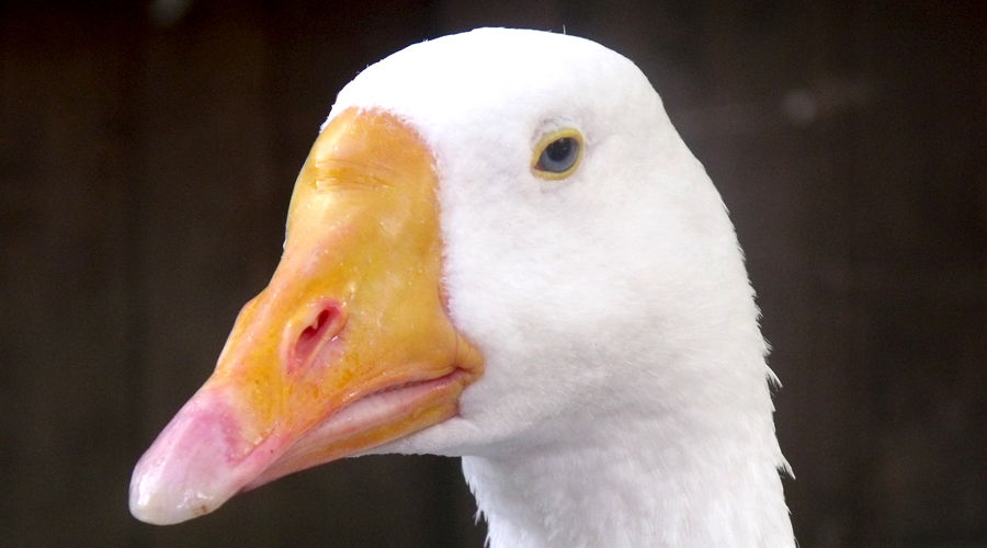 gans close-up