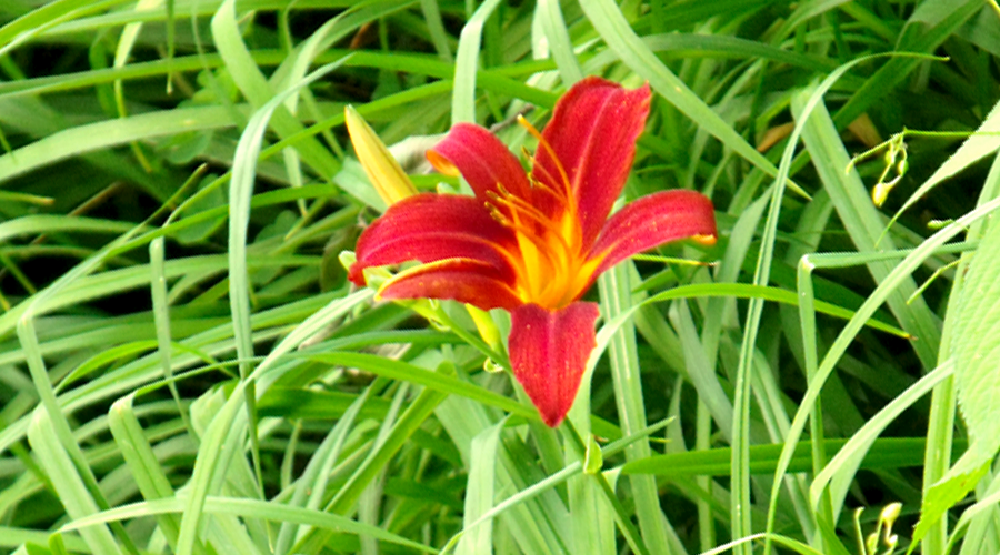 blüte im gras